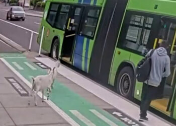 Two Billy Goats Boarded a Bus in Portland. They Did Not Have Passes.