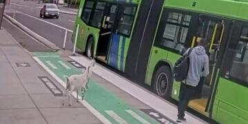 Two Billy Goats Boarded a Bus in Portland. They Did Not Have Passes.