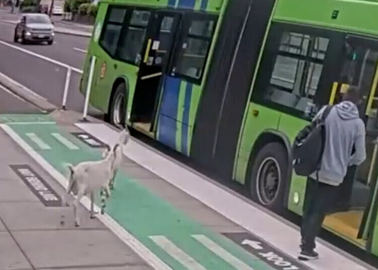 Two Billy Goats Boarded a Bus in Portland. They Did Not Have Passes.