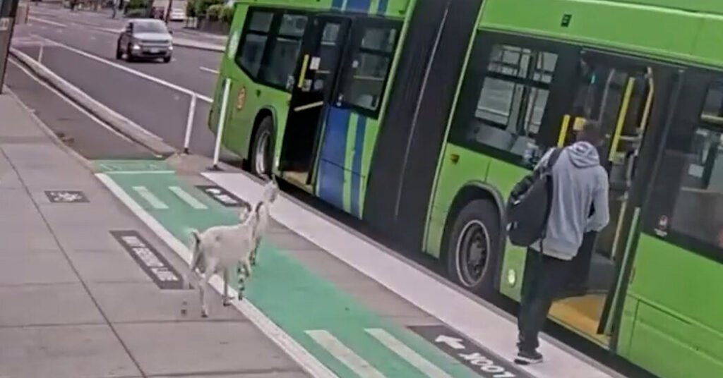 Two Billy Goats Boarded a Bus in Portland. They Did Not Have Passes.