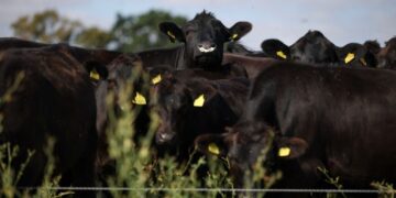 Trump hits pause on a free-trade beef