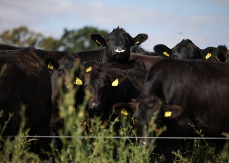 Trump hits pause on a free-trade beef