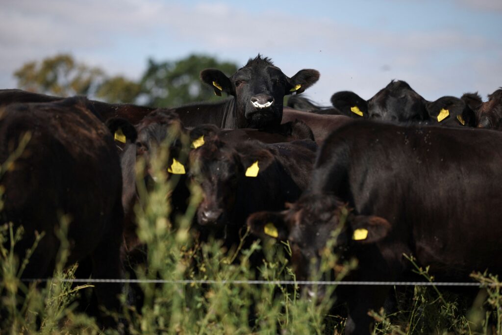 Trump hits pause on a free-trade beef