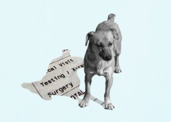 How much would you spend to extend your dying pet’s life?
