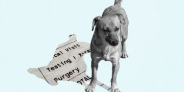 How much would you spend to extend your dying pet’s life?