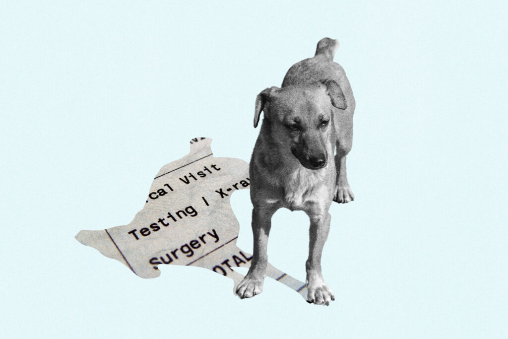How much would you spend to extend your dying pet’s life?