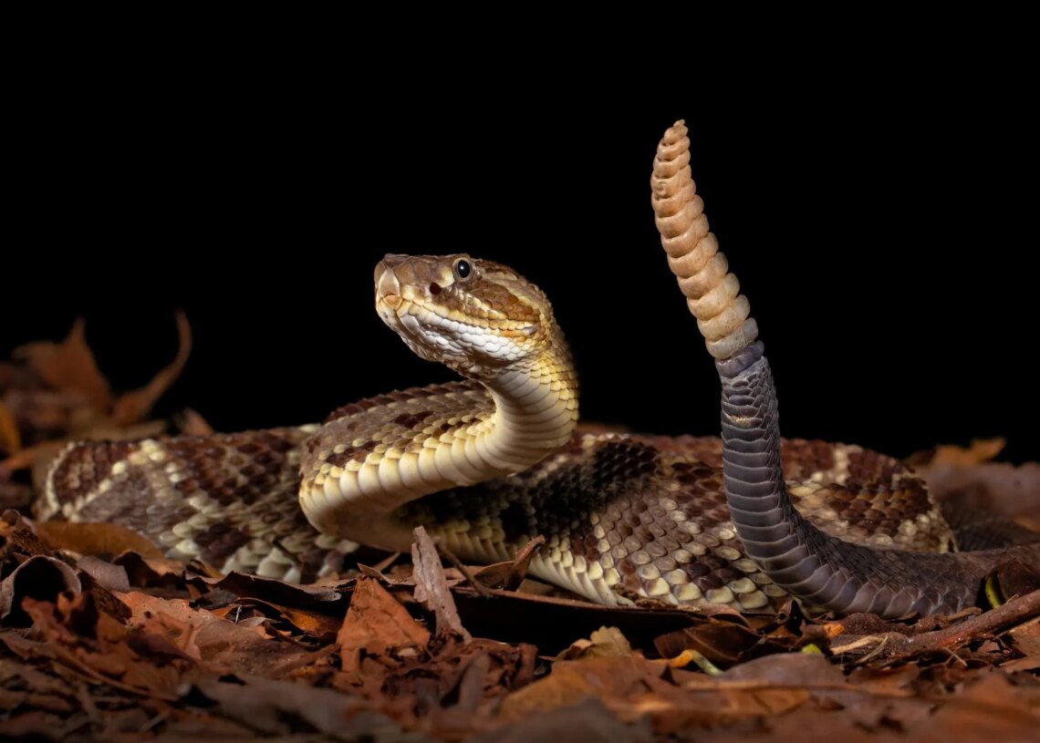 How Rattlesnake Blood Could Help Scientists Build Better Antivenom