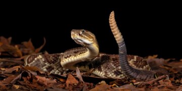 How Rattlesnake Blood Could Help Scientists Build Better Antivenom