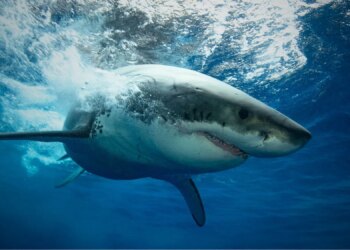 How Researchers Studying Nurse Sharks Accidentally Got Rare Great White Footage