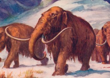 Humans May Have Hunted Female Mammoths More Than Males, Researchers Say