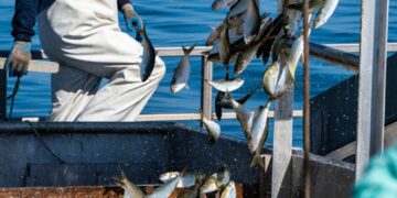 The battle over a tiny fish that runs the East Coast food web