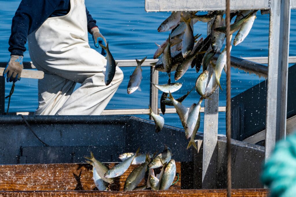 The battle over a tiny fish that runs the East Coast food web