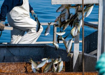 This little fish anchors the East Coast food web. A fight over it is brewing.