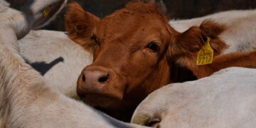 Why Trump is focused on ground beef prices