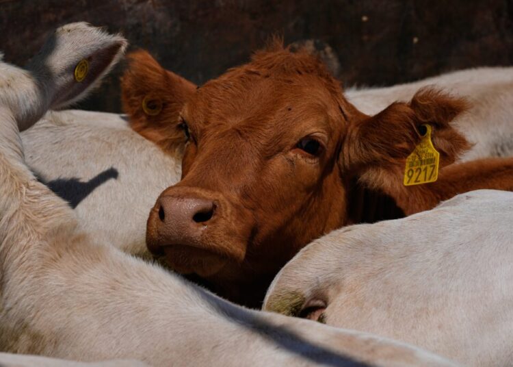 Why Trump is focused on ground beef prices