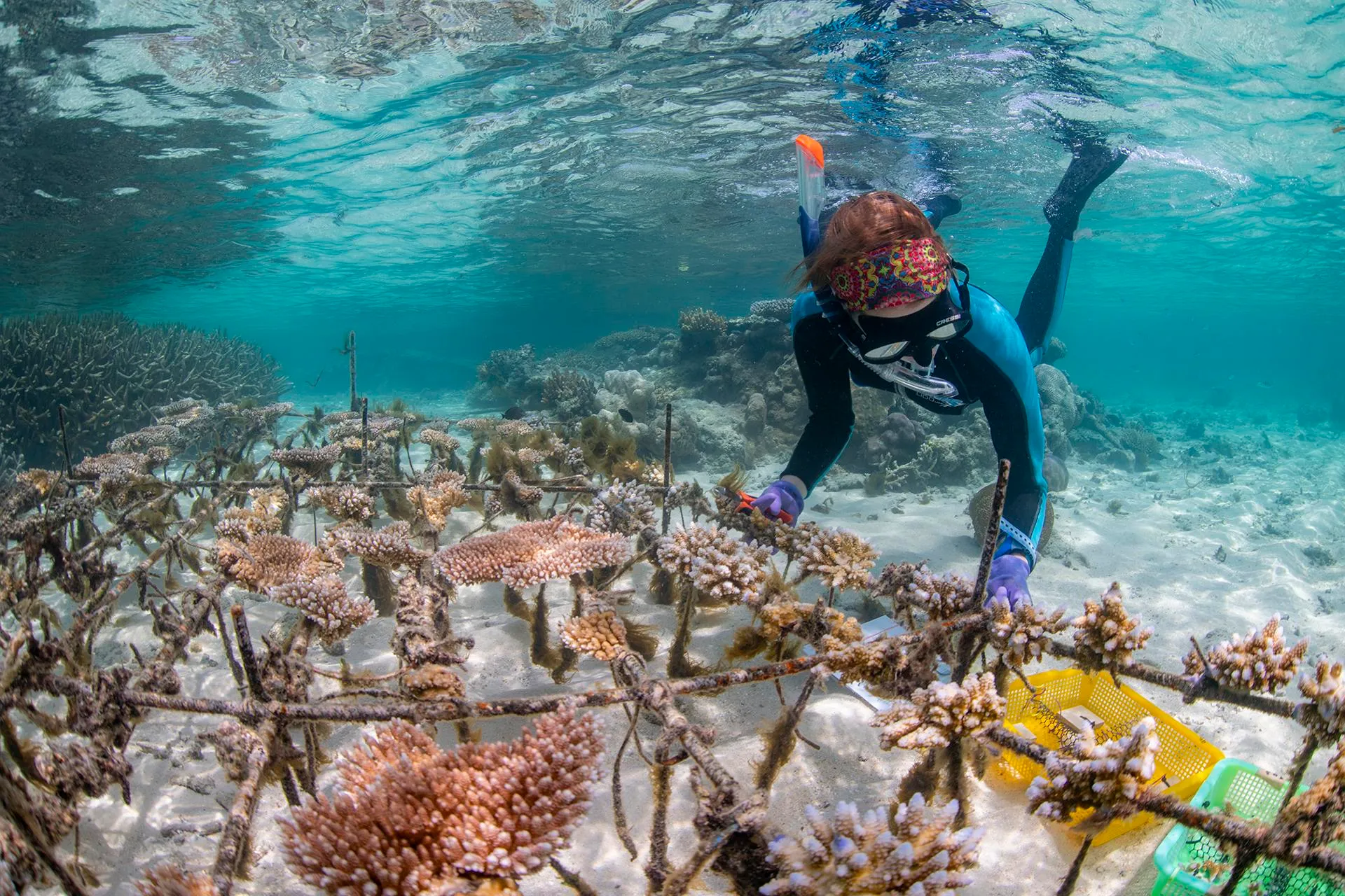 A woman on the seafloor holds onto a metal rack full of coral