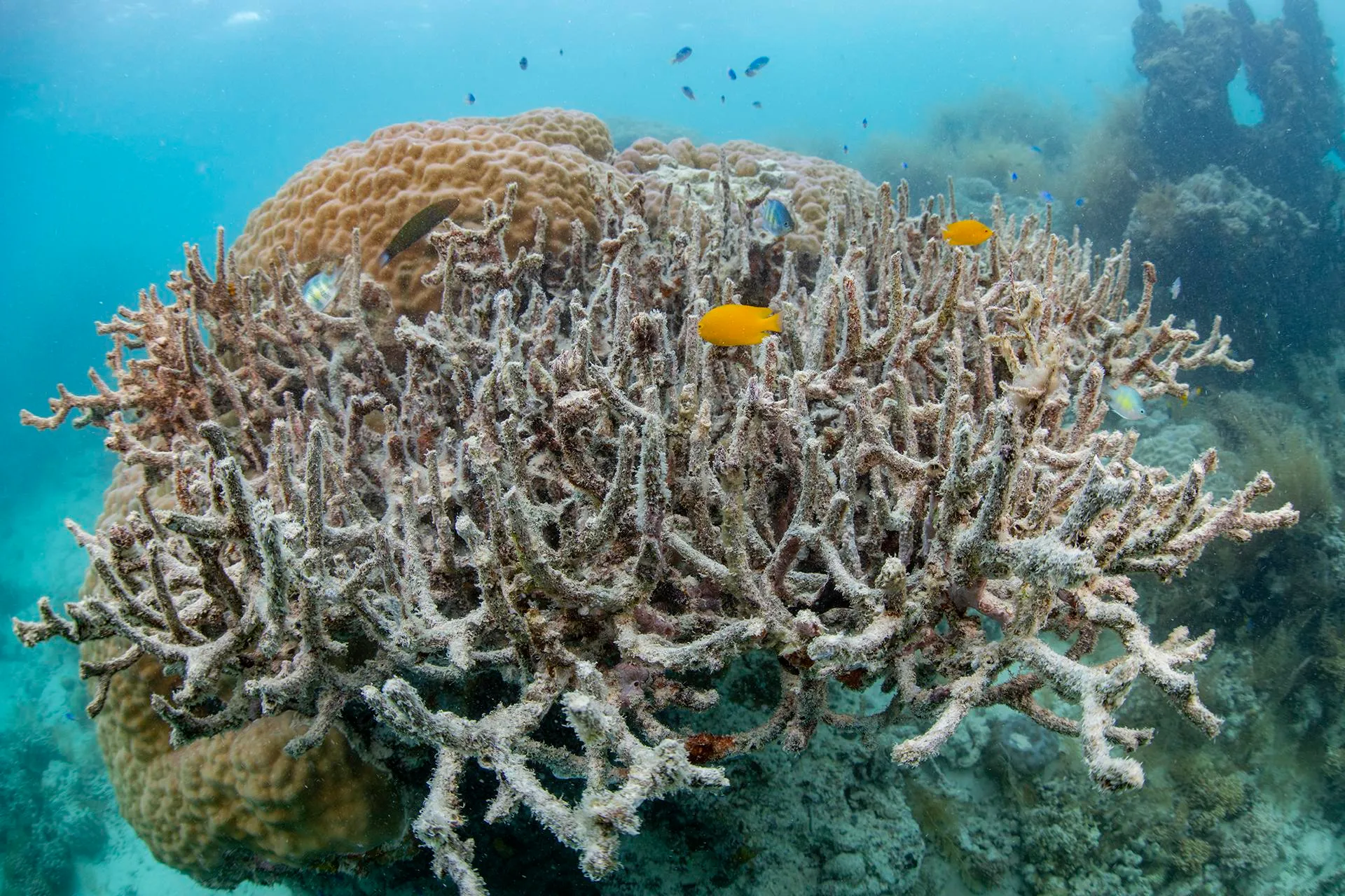 a damaged piece of coral under water with several small, bright fish swimming amongst it