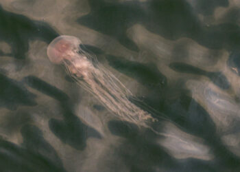 Summer ending with slime and stings from jellyfish swarms