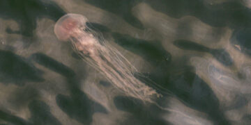 Summer ending with slime and stings from jellyfish swarms