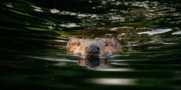 Maryland state park partially closed after rabid beavers attack visitors