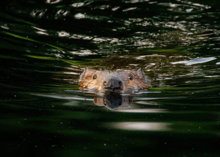 Maryland state park partially closed after rabid beavers attack visitors
