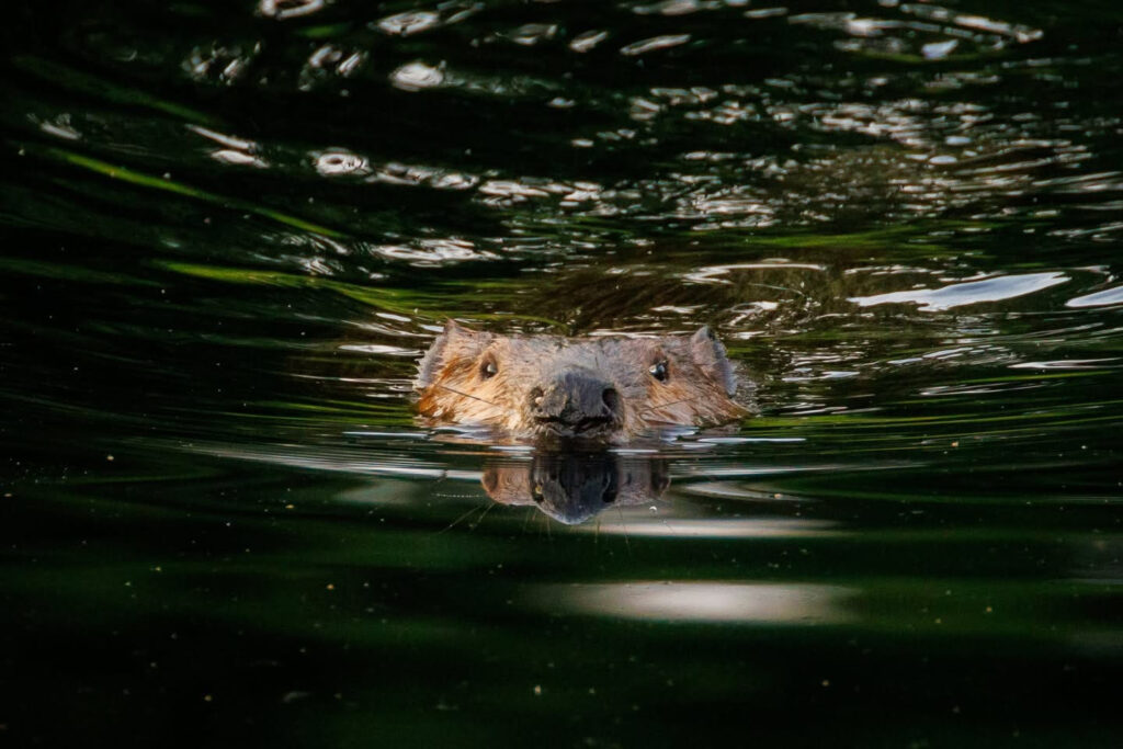 Maryland state park partially closed after rabid beavers attack visitors