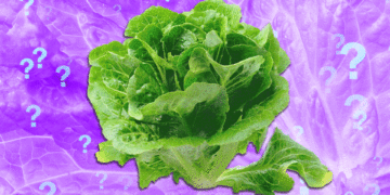 Is It Safe to Eat Lettuce Yet?