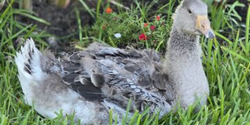 Pet goose’s honks alert family to barn fire, helping save dozens of birds