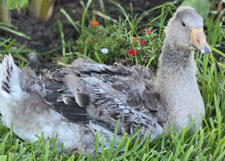 Pet goose’s honks alert family to barn fire, helping save dozens of birds