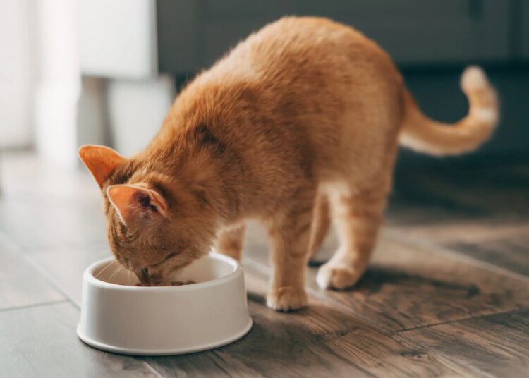 Most Outdoor Cats Can Adjust to Indoor Life Pretty Quickly, Study Finds
