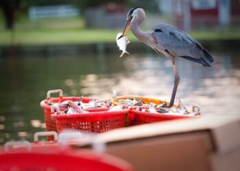 To save the Chesapeake Bay, save this fish