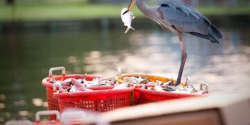 To save the Chesapeake Bay, save this fish