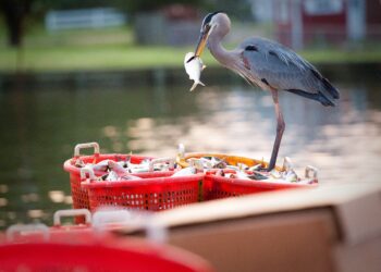 This tiny fish is key to saving the Chesapeake Bay