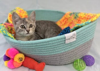 Tow truck drivers save kitten by dismantling a car in a drive-through