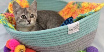 Tow truck drivers save kitten by dismantling a car in a drive-through