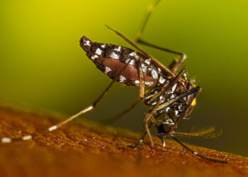 Virginia reports its first locally acquired dengue case