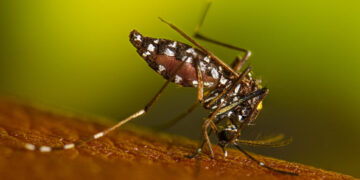 Virginia reports its first locally acquired dengue case