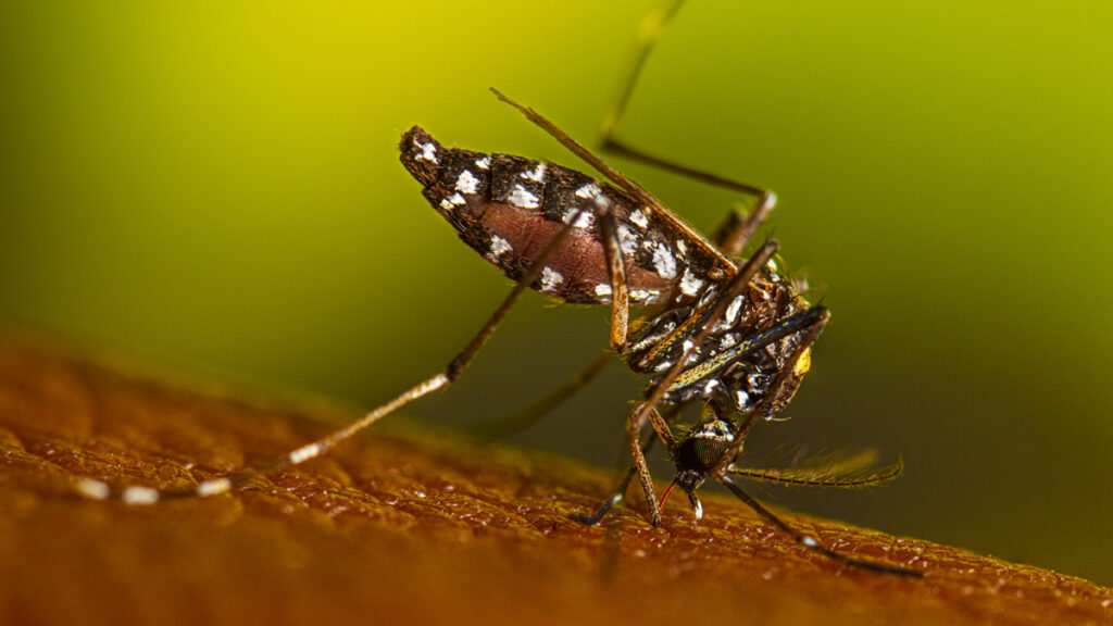Virginia reports its first locally acquired dengue case