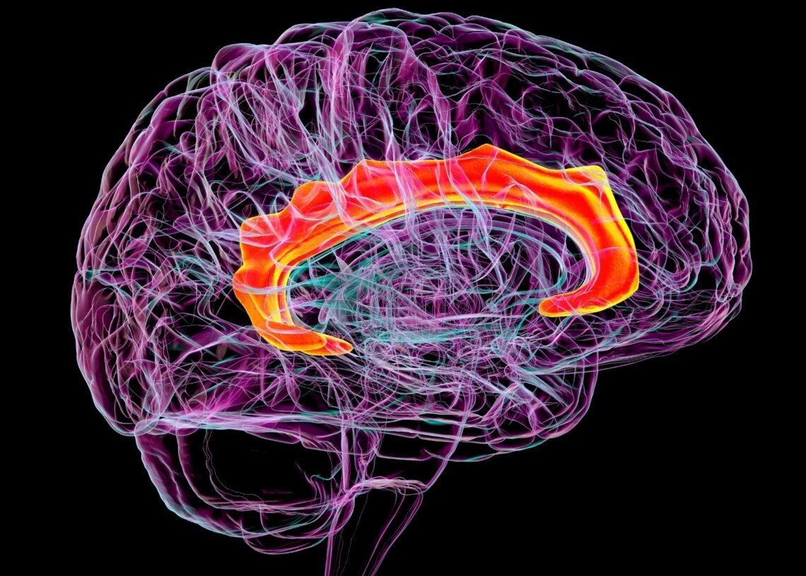 Oxytocin May Help the Brain Let Go of Fear, New Study Suggests