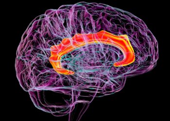 Oxytocin May Help the Brain Let Go of Fear, New Study Suggests