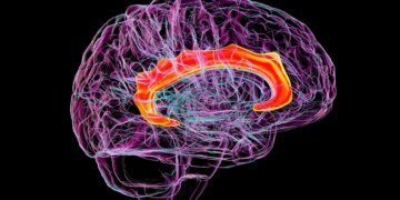 Oxytocin May Help the Brain Let Go of Fear, New Study Suggests