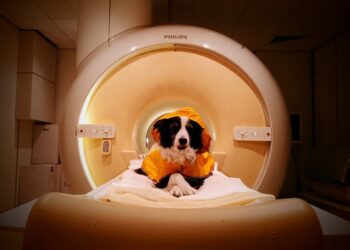Dogs can tell when you’re happy, sad or frustrated, study shows