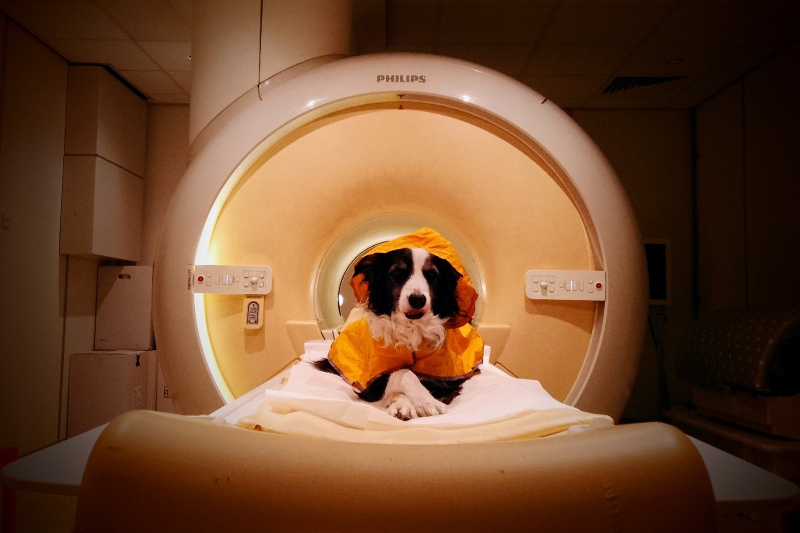 Dogs can tell when you’re happy, sad or frustrated, study shows