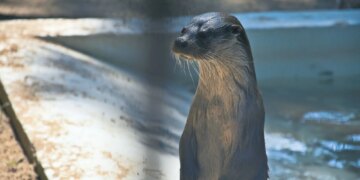 River Otter Spotted in the Bronx for the First Time in More Than 100 Years