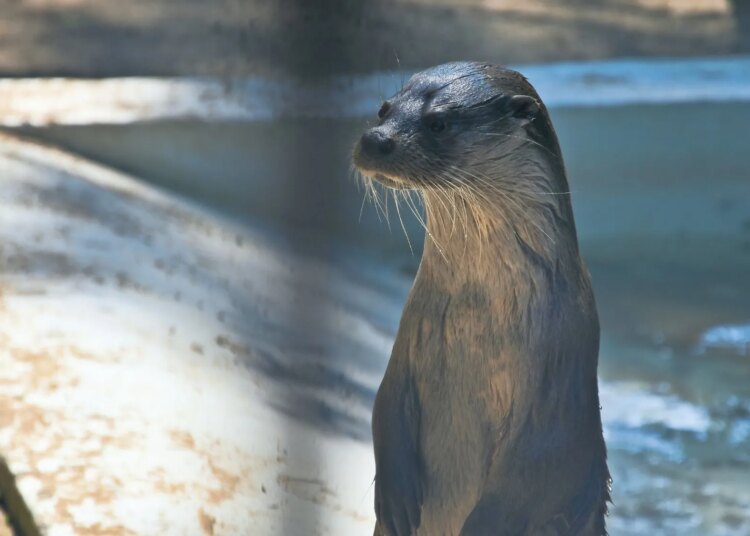River Otter Spotted in the Bronx for the First Time in More Than 100 Years