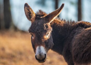 Runaway Donkey Attacks 3 People After Jumping Into Their Van, Hospitalizes One