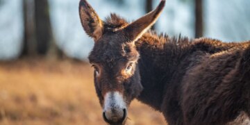 Runaway Donkey Attacks 3 People After Jumping Into Their Van, Hospitalizes One