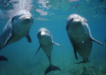 Scientists Filmed Dolphins Using a Rare Shell Trick to Catch Fish