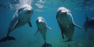 Scientists Filmed Dolphins Using a Rare Shell Trick to Catch Fish