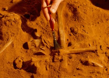 Scientists Found a Fossilized Food Chain From 100 Million Years Ago